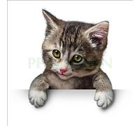 Sticker Boite aux lettres Chat 30X30cm SABAL0077 (1 sticker boite aux lettres)