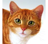 Sticker Boite aux lettres Chat 30X30cm SABL018