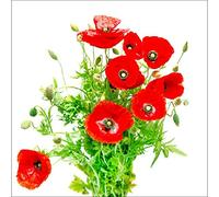 Sticker Boite aux lettres Fleurs Coquelicots 30X30cm - SABAL0157 (1 sticker boite aux lettres)