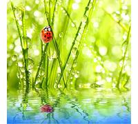 Sticker Boite aux lettres Nature Coccinelle 30X30cm - SABAL0153 (1 sticker boite aux lettres)