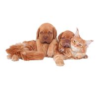 Sticker Chiots et chat