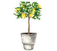 Sticker citronnier 70x100
