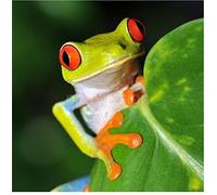 Sticker Cuisine Lave Vaisselle Grenouille 60x60cm SLV1165 (Fond Transparent)