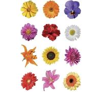 Sticker Décor Petits Pots de Fleurs - HERMA - Sticker - Papier - Décoration Murale