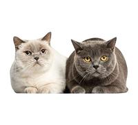 Sticker fenêtre chat film pour fenêtre | grand et réaliste | tatouage mural autocollant pour fenêtre, adhérence statique, protection oiseaux, auto-adhésif et repositionnable | dv1110