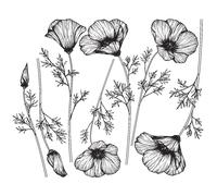 Sticker fleurs coquelicots étincelants
