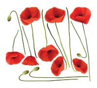Sticker fleurs coquelicots vermeil