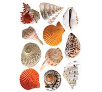 Sticker mural autocollant 21 cm X 29,7 cm, déco avec coquillages, décoration murale belle et unique. Décorez votre mur avec des photos de coquillages!