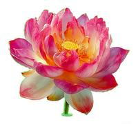 Sticker mural phosphorescent en forme de fleur de lotus pour décoration de salle de bain sur surfaces lisses, y compris miroirs, carreaux et verre, autocollant en PVC pour espaces intérieurs (B vert)