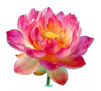 Sticker mural phosphorescent en forme de fleur de lotus pour décoration de salle de bain sur surfaces lisses, y compris miroirs, carreaux et verre, autocollant en PVC pour espaces intérieurs (B bleu)