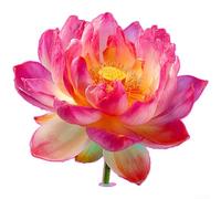 Sticker mural phosphorescent en forme de fleur de lotus pour décoration de salle de bain sur surfaces lisses, y compris miroirs, carreaux et verre, autocollant en PVC pour espaces intérieurs (B rose)