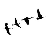 Sticker Oiseaux migrateurs