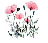 Stickers fleurs coquelicots chic