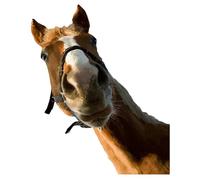 Stickers muraux de chevaux - Chevaux sauvages se battent et collent - Stickers muraux | Autocollants de fenêtre d'animaux de la ferme | Autocollants amovibles pour chambre à coucher, salle D