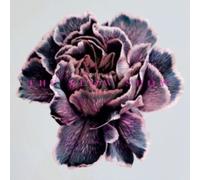 Still Life by The Slow Show [CD] NEUF