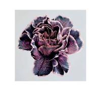 Still Life – Rough Trade Distribution GmbH