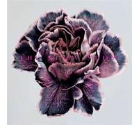 Slow Show, the – Still Life