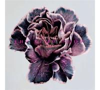 Still Life Vinyle Magenta Vinyle