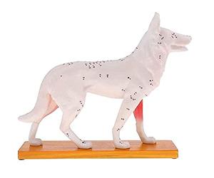 Stineng Modèle anatomique de chien d'acupuncture Anatomie Modèle de point d'acupuncture du corps du chien avec 72 points d'acupuncture Modèle d'étude
