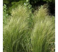 Stipe Géant - Stipa Gigantea 40/50 cm Godet 9cm - Plante En Godet - Floraison Juin à Août Exposition - Hauteur 40/50 Cm - Exposition Soleil Sol