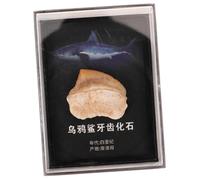 STOBAZA Décoration Dents de Requin Fossile Modèle Paléontologie pour Enseignement et Collection Ornement Original pour Décor Maison