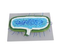 STOBAZA Modèle Agrandi de Cellule Animale pour Enseignement Biologie Modèle Réaliste avec Noyau Kit Éducatif pour Démonstration et Projets Scolaires
