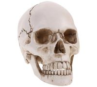 STOBAZA Modèle de Crâne Humain 1:1 en Résine, Squelette Anatomique de Haute Précision pour l'enseignement et La Recherche Médicale, Idéal pour Décoration Halloween