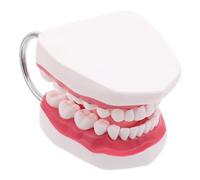 STOBAZA Modèle d'enseignement oral fausses dents outil de sculpture des étudiants dentaires modèle de dents dentaires PVC