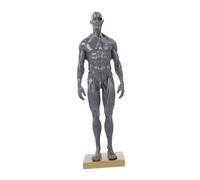 STOBAZA Modèle Musculaire pour Hommes Modèle Anatomique Portable Résine Outil Étude et Démonstration Éducative pour Artistes et Étudiants Couleur Aléatoire