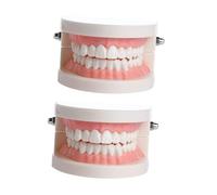 STOBAZA Modèle Standard pour Garçon Fille et Adultes Outil Pédagogique pour Apprentissage Du Brossage et Soins Oraux