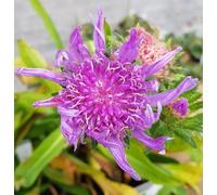 Stokesia laevis 'Blue Star' / Bleuet d'Amérique/Godet/Vivace