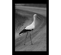 Stork - Animals Of The World: Animals grid notebook for children, teenagers and adults for drawing, counting and writing (black and white cover, 110 pages, grid, 6x9), (Animals of the Word)