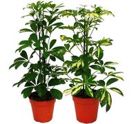 Strahlenaralie Duo - Schefflera - blanc-vert feuillu - pot de 12cm - 2 plantes