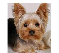 Strass pour la broderie 5d Diy Diamant Peinture Point De Croix, Yorkshire Terrier Chien Nouveau Kit Complet De Mosaïque Décoration de La Maison @ 40 * 50 cm
