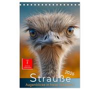 Strauße - Augenblicke in freier Wildbahn (Tischkalender 2026 DIN A5 hoch), CALVENDO Monatskalender: Große Augen, lange Beine auf dem Catwalk der Natur.