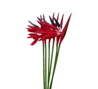 Strelitzia Lot de 6 Fleurs artificielles permanentes en Forme d'oiseau de Paradis 58,4 cm pour décoration de Bureau, Maison, fête, Arrangement de Plantes en Pot (Rouge)