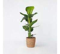 Strelitzia Nicolai dans un panier en osier - Fleur d'oiseau de paradis - 55-70cm - Ø17cm - Plante d'intérieur - Vert persistant
