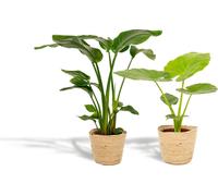 Strelitzia Nicolai et Alocasia Macrorrhiza Set de plantes d'intérieur avec panier - hauteur 85cm et 70c