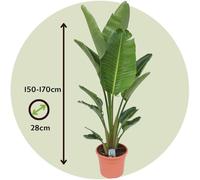 Strelitzia Nicolai - Fleur d'oiseau de paradis - 150-170cm - Ø28cm