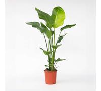 Strelitzia Nicolai - Fleur d'oiseau de paradis - 90-110cm - Ø21cm - Plante d'intérieur - Vert persistant