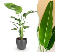 Strelitzia Nicolai - Fleur d'oiseau de paradis - Entretien réduit - Vert - avec Potter Grey - 110-120cm - Øter Grijs - Pot 21cm - Plante d'intérieur - - Plante avec pot