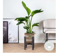 Strelitzia Nicolai - Oiseau de paradis - Plante d’intérieur - Dépolluante - H. 80-100 cm