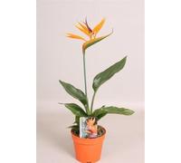 Strelitzia reginae 25 cm Fleur d'oiseau de paradis - Strelitzie royale