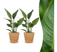 Strelitzia Reginea - Fleur de l'oiseau de paradis - 2 plantes - avec panier - 25-35cm - Ø12cm