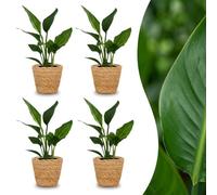 Strelitzia Reginea - Fleur de l'oiseau de paradis - 4 plantes - avec panier en jonc de mer - 25-35cm - Ø12cm