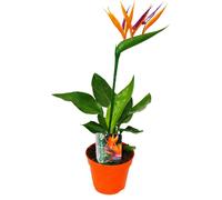 Strelitzie - Oiseau de paradis fleur - pot de 12cm - avec ARTICLE fleur