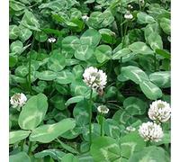 strimusimak Graines de trèfle, Blanc Graines de trèfle