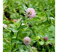 strimusimak Graines de trèfle, rouge Graines de trèfle