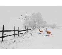 STROXTH WALLPAPER Papier Peint 350cmx245cm Nature Paysage 3D Panoramique Moderne Minimaliste Élan Volant Oiseau Neige Paysage Fond Mur Zen Poster géant en Papier Peint