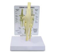 Studies Science Gift, Dog Skeleton Model Canine, Dog Knee Joint Anatomical Canine Ligament Function Model, for Teaching Medical Anatomy Surgery Skeleton - Office Educational Tool(Canine Knee)